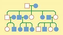 Video thumbnail for Genetic inheritance - Genetic inheritance - AQA - GCSE Combined Science Revision - AQA Trilogy - BBC Bitesize