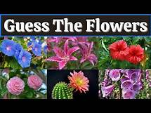 Video thumbnail for Guess The FLOWER By Image Quiz | Flower Quiz