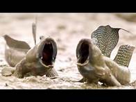 Video thumbnail for Top 5 Animal Adaptations | BBC Earth