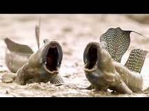 Video thumbnail for Top 5 Animal Adaptations | BBC Earth