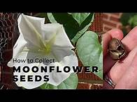 Video thumbnail for How to save moonflower seeds | Tropical White Morning-Glory