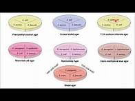 Video thumbnail for Lab 10 - Selective and Differential Media