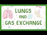 Video thumbnail for GCSE Biology - Gas Exchange and Lungs