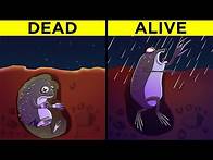 Video thumbnail for Most Amazing Animals In The World