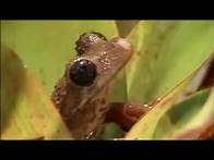 Video thumbnail for Rainforest Animals and Plant Life in the Amazon Jungle | BBC Studios
