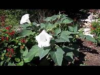Video thumbnail for Moonflower Datura, Lisa's Landscape and Design's "Plant Pick of the Day"