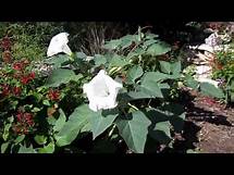 Video thumbnail for Moonflower Datura, Lisa's Landscape and Design's "Plant Pick of the Day"