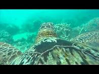 Video thumbnail for Amazing Turtle's Eye View of the Great Barrier Reef | WWF Australia