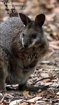 Video thumbnail for Aussie Animal Icons: Celebrating Australias Beloved Wildlife