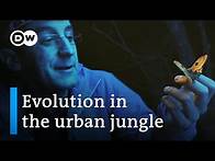 Video thumbnail for Nature's response to urban sprawl | DW Documentary