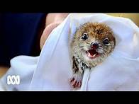 Video thumbnail for Saving the mulgara, the cutest Australian animal you've never heard of | ABC Australia