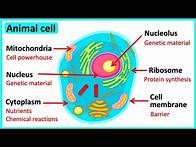 Video thumbnail for Learn all about animal cells in 3 MINUTES 🌱 | Easy science video