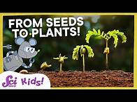 Video thumbnail for Watch a Seed Sprout! | Squeaks Grows a Garden! | SciShow Kids