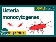 Video thumbnail for Listeria monocytogenes | What is listeriosis? | microbiology and pathology | USMLE Step 1