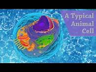 Video thumbnail for A Typical Animal Cell