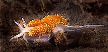 Video thumbnail for Animals that Start with N