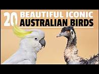 Video thumbnail for BEAUTIFUL Photos of 20 ICONIC Australian BIRDS by Bird Photographer Duade Paton