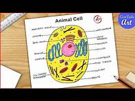 Video thumbnail for Animal Cell Diagram Drawing CBSE || easy way || labeled Science project - Step by step