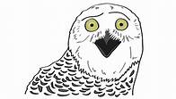 Video thumbnail for 36 Random Animal Facts That May Surprise You