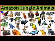Video thumbnail for Amazon Jungle Animals || Animals of Amazon Rainforest