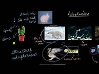 Video thumbnail for Adaptations | Organisms and Populations | Biology | Khan Academy