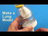 Video thumbnail for Make a Lung Model – STEM activity