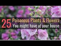 Video thumbnail for 25 Poisonous Plants & Flowers You Might Have At Your House | Blissed Zone