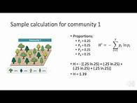 Video thumbnail for How to calculate Shannon Wiener Diversity Index