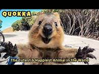 Video thumbnail for Quokka: Meet the Happiest Animal in the World | Cutest Animal in Australia | A Smiling Marsupial