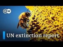 Video thumbnail for UN biodiversity report: What extinctions mean for humanity | DW News