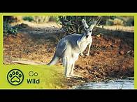 Video thumbnail for Wildest Australia - Go Wild