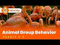Video thumbnail for Animal Group Behavior for Kids | Grades 3-5 Science Lesson | Mini Clip