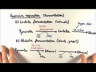 Video thumbnail for A2 Biology - Anaerobic respiration (OCR A Chapter 18.5)