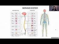 Video thumbnail for Deep Breathing and Working with Trauma