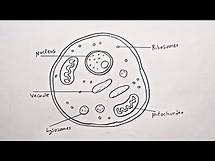 Video thumbnail for How To Draw Diagram of Eukaryotic cell