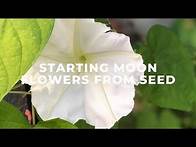 Video thumbnail for Starting Moon Flowers from Seeds.