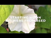 Video thumbnail for Starting Moon Flowers from Seeds.
