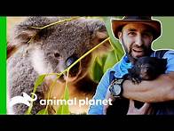 Video thumbnail for Learn More About Australia’s Marsupials | Animal Planet