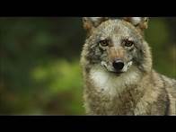 Video thumbnail for Meet the Coywolf: A New Hybrid Carnivore Roams the City | MetroFocus