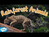 Video thumbnail for What Animals live in the Rainforest? | Rainforest Animals for Kids