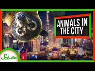 Video thumbnail for 6 Animals Living Their Best Lives in Cities | Synurbic Species