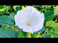 Video thumbnail for How to Grow Moonflower (Datura) - And Why You Need To