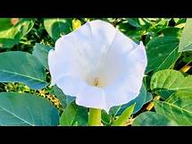 Video thumbnail for How to Grow Moonflower (Datura) - And Why You Need To