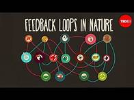 Video thumbnail for Feedback loops: How nature gets its rhythms - Anje-Margriet Neutel
