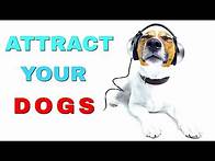 Video thumbnail for Door Knock Sound To Attract Your Dog
