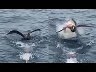 Video thumbnail for Savage Shark Snatches Bird From Water Surface