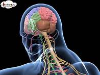 Video thumbnail for Biology - 3D animation - Human Nervous System Overview ( Senior) - English