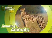 Video thumbnail for Cheetah | Amazing Animals