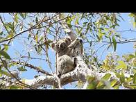 Video thumbnail for What are the major Australian Biomes?