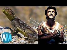 Video thumbnail for Top 10 Incredible Animals with Legit Superpowers